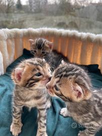 Adorabili cuccioli di bengala