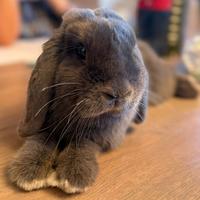 Coniglietto Ariete Nano