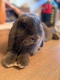 Coniglietto Ariete Nano