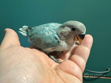 Roseicollis figli di Campioni