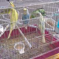 Coppie cocoriti riproduttive