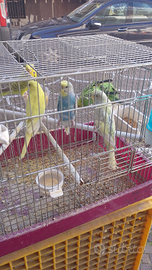 Coppie cocoriti riproduttive