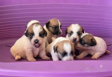 jack russel terrier 