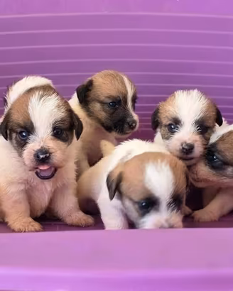 jack russel terrier 