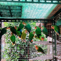 Inseparabili Roseicollis Novelli