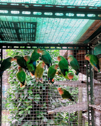 Inseparabili Roseicollis Novelli