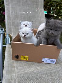 Cuccioli di Gatto Siberiano