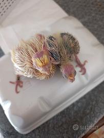 Calopsitta