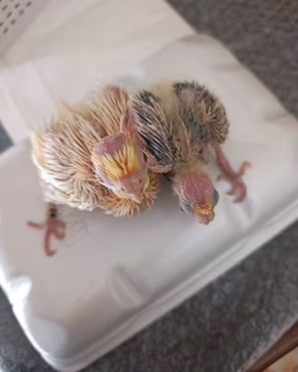 Calopsitta