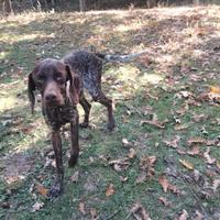 Bracco pointer