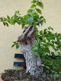 Bonsai buganvillea