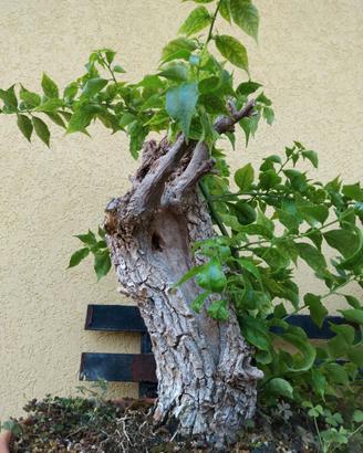 Bonsai buganvillea