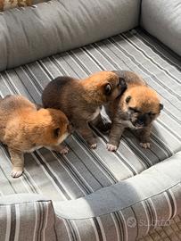 Cuccioli di Shiba Inu