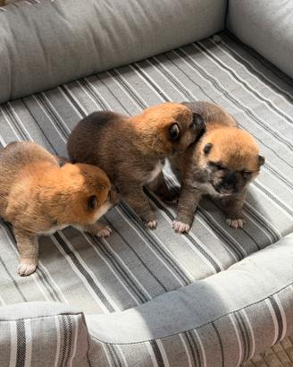 Cuccioli di Shiba Inu