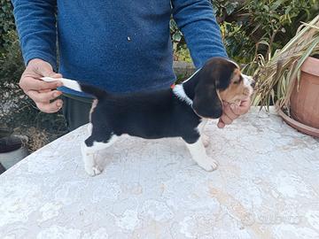 Beagle cuccioli
