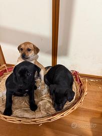 Cuccioli di Labrador/meticcio