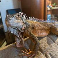 Iguana Rossa Prezzo Trattabile