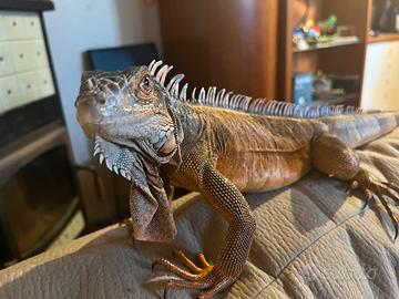Iguana Rossa Prezzo Trattabile