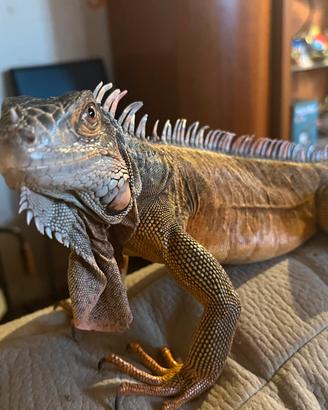 Iguana Rossa Prezzo Trattabile
