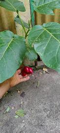 Albero del pomodoro ( Tamarillo)