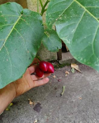 Albero del pomodoro ( Tamarillo)