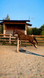 Cavallo