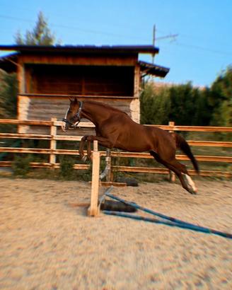 Cavallo
