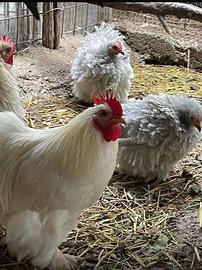 Pulcini e galline ornamentali