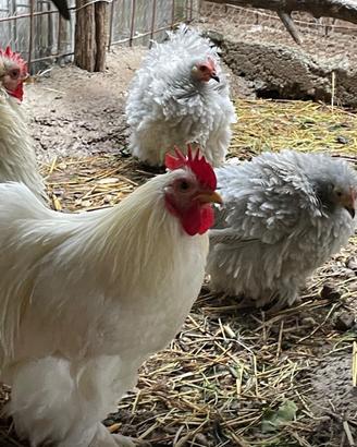 Pulcini e galline ornamentali