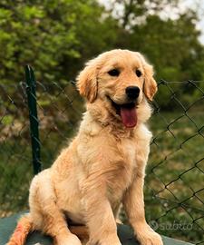 Golden retriever pedigree ENCI 