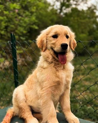 Golden retriever pedigree ENCI 