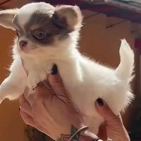 Chihuahua bianco pelo lungo con pedigree
