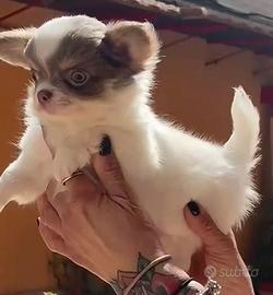 Chihuahua bianco pelo lungo con pedigree