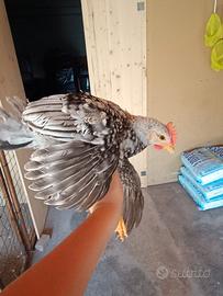 Galline
