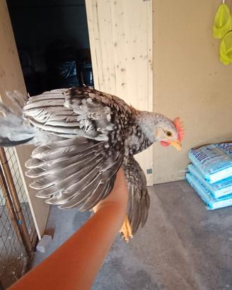 Galline