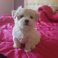 Maltese maschio e femmina