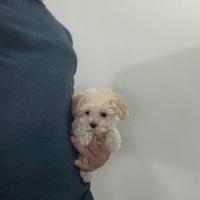 MALTIPOO MINI MINI TOY ( barboncino maltese mini )