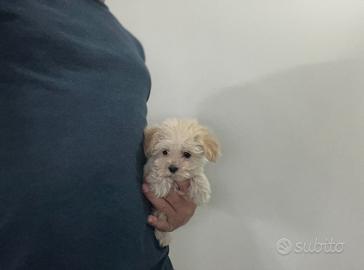 MALTIPOO MINI MINI TOY ( barboncino maltese mini )