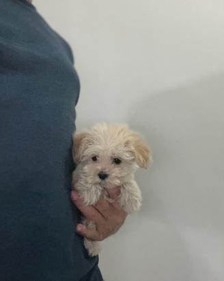 MALTIPOO MINI MINI TOY ( barboncino maltese mini )