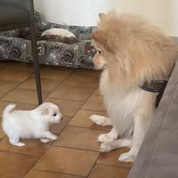 Animali