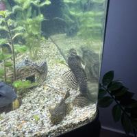 Pesci Ancistrus disponibili