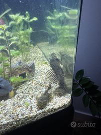 Pesci Ancistrus disponibili