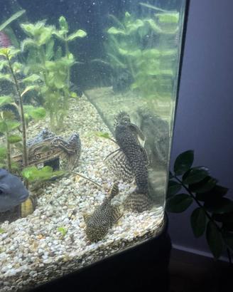 Pesci Ancistrus disponibili