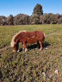 Pony argentini in Sardegna