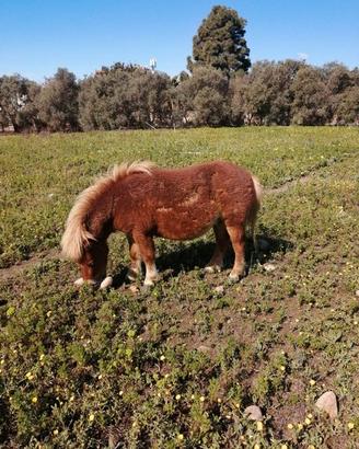 Pony argentini in Sardegna