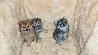 Pomerania spitz nano cuccioli