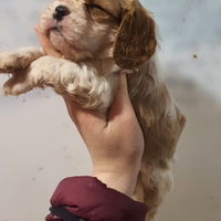 Cavalier king con pedigree ENCI