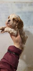 Cavalier king con pedigree ENCI