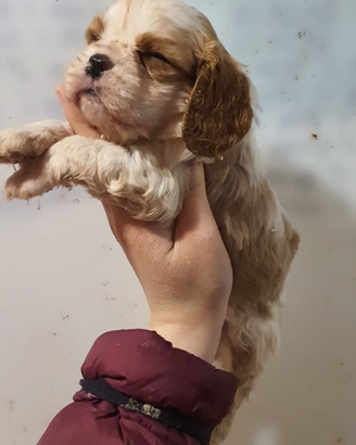 Cavalier king con pedigree ENCI