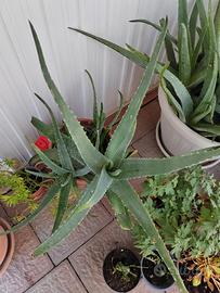 Aloe vera